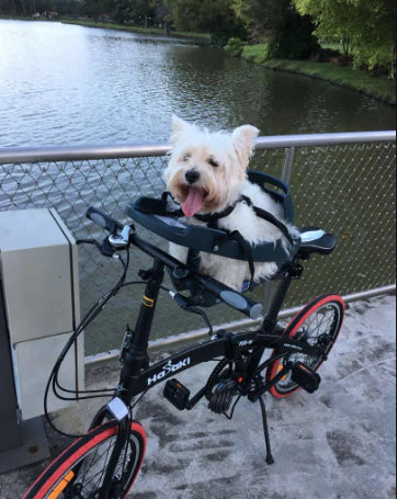 Westie in its Buddyrider bicycle pet seat