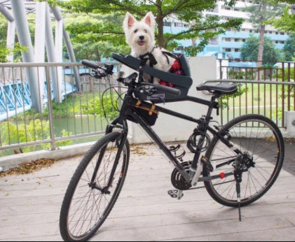 Dog sitting in its Buddyrider bicycle pet carrier with BuddyBooster Cushion Insert