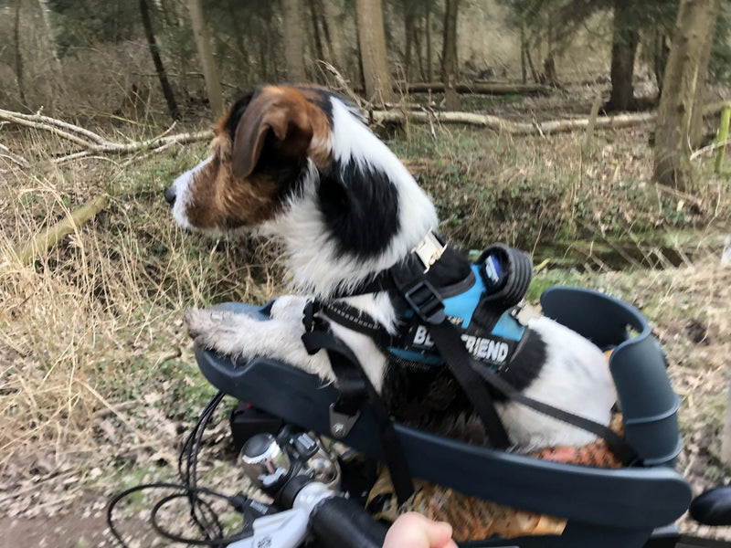 Dog resting its paws on the front deck of the Buddyrider bicycle pet seat