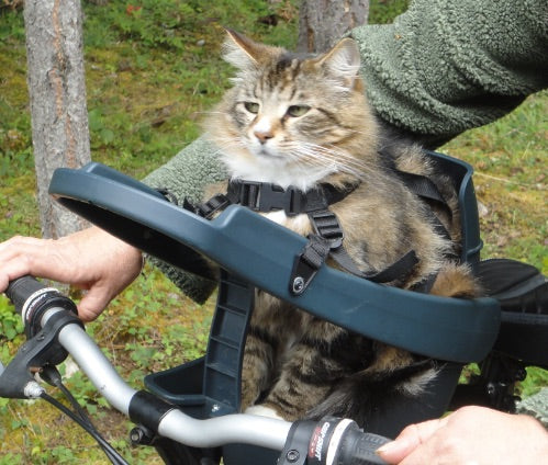 Cat sitting comfortably in the Buddyrider bicycle pet carrier