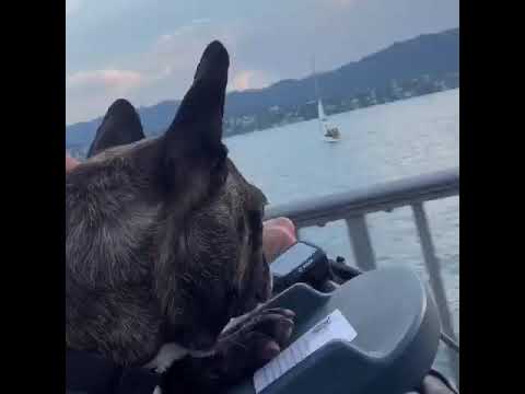 Load video: Video title