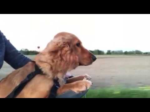 Load video: Video title