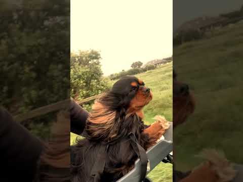 Load video: Video title